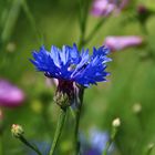 Sommer, Kornblume, Liebe, Gefühl