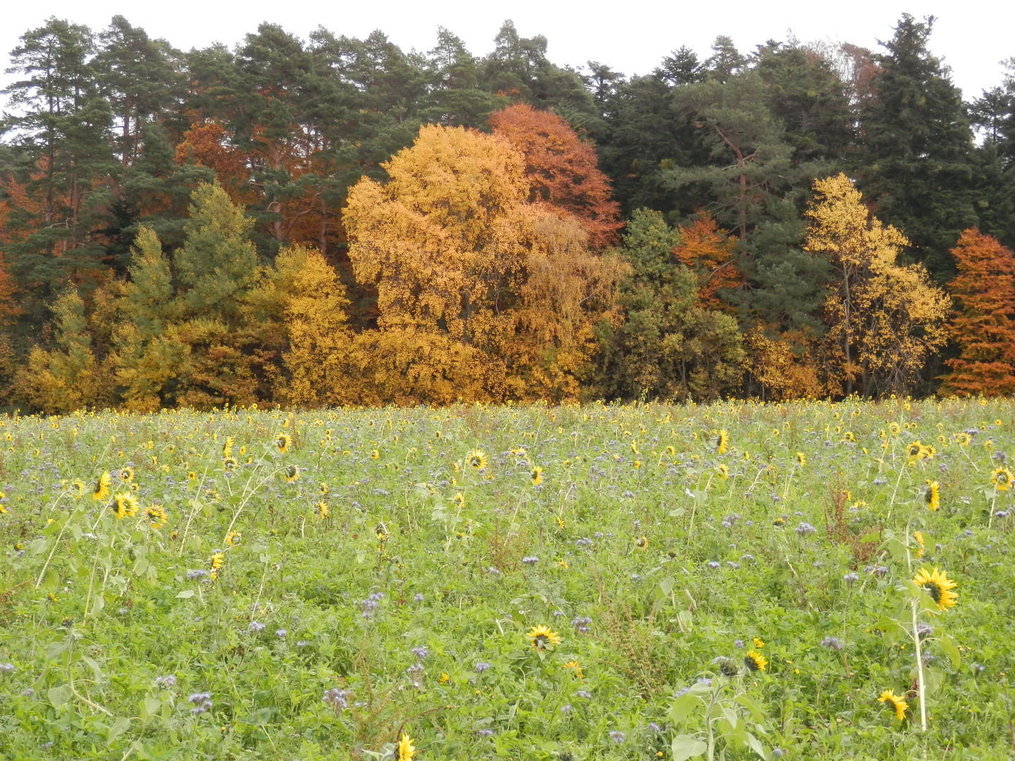 SOMMER küsst HERBST