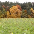 SOMMER küsst HERBST