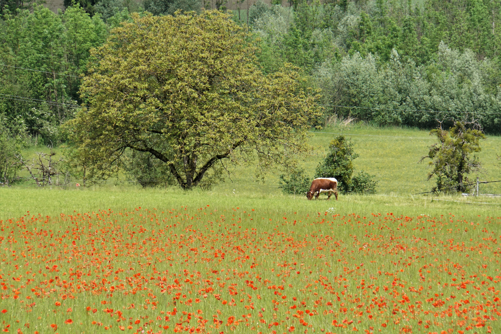 Sommer - Kuh mit Mohnfeld