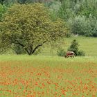 Sommer - Kuh mit Mohnfeld