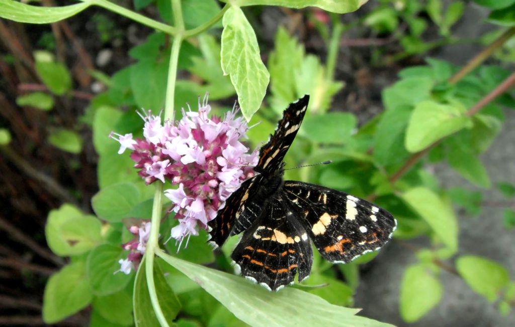 Sommer Landkärtchen