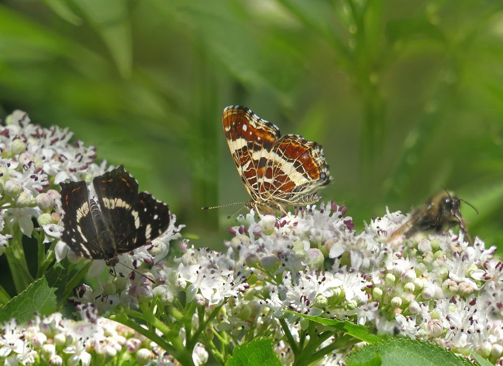 Sommer-Landkärtchen