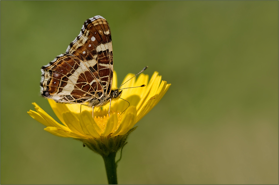 Sommer-Landkärtchen