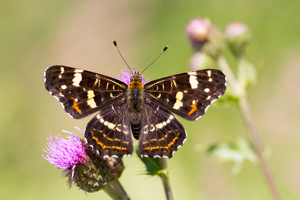 Sommer-Landkärtchen (Araschnia levana forma prorsa)