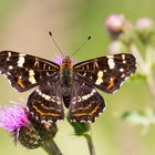 Sommer-Landkärtchen (Araschnia levana forma prorsa)