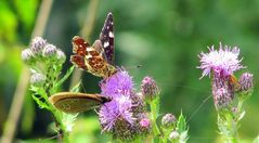 Sommer Landkärtchen u.Brauner Waldvogel