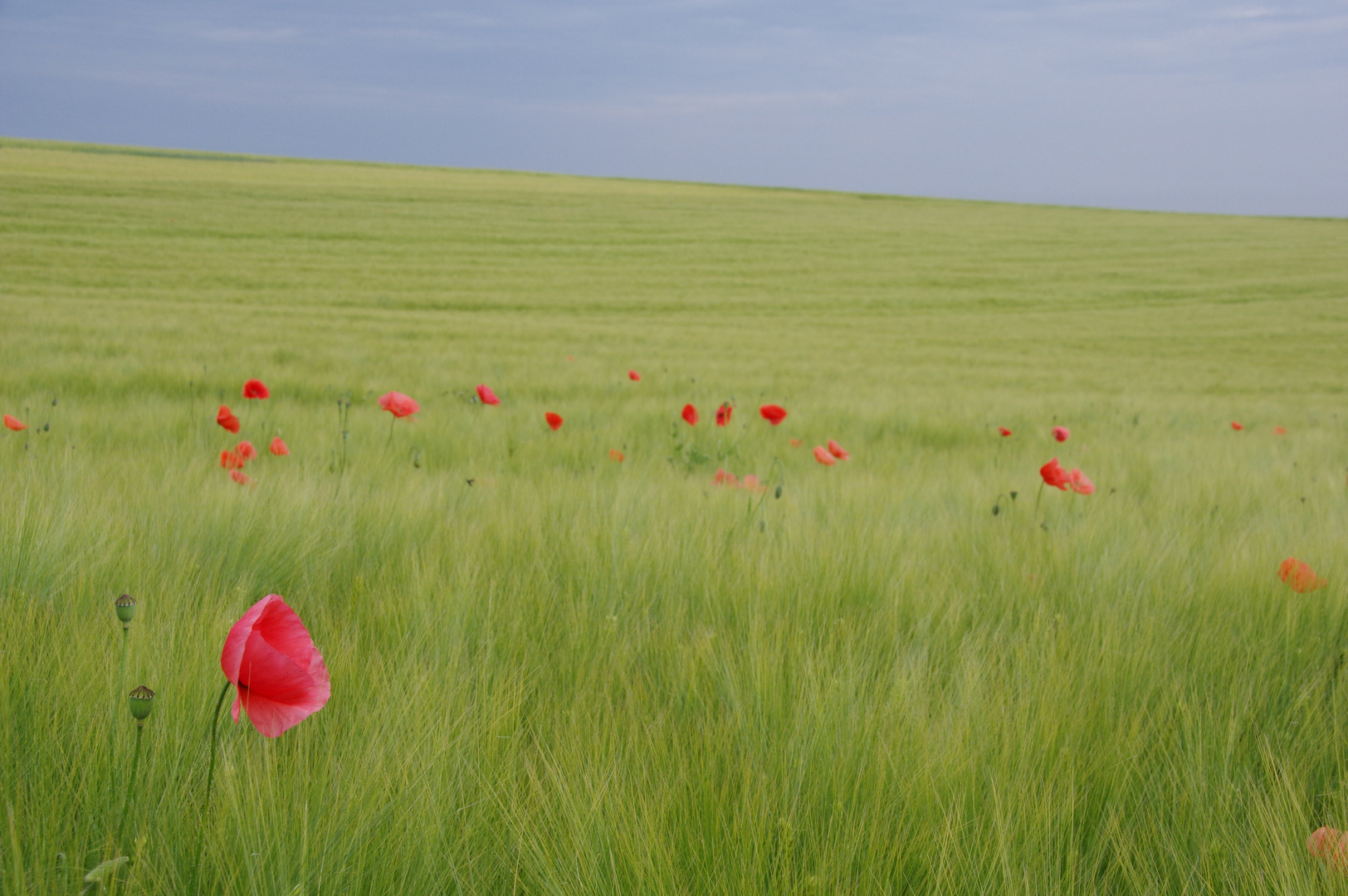 Sommer Landschaft