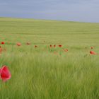 Sommer Landschaft