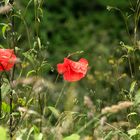 Sommer-Leidenschaft in ROT