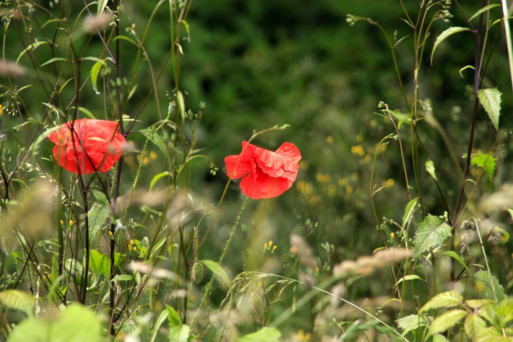 Sommer-Leidenschaft in ROT