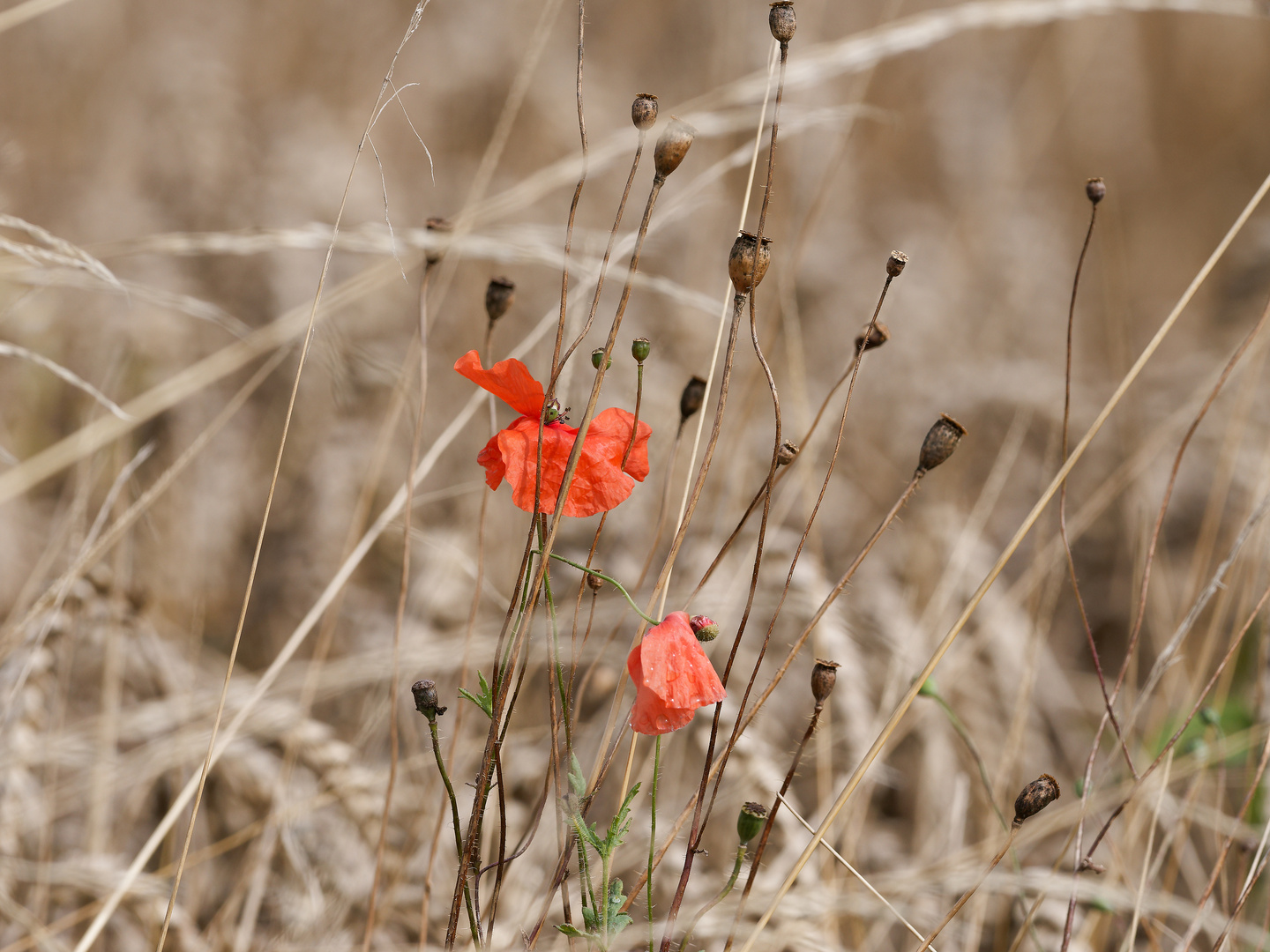 Sommer - letzte Blüte