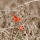 Sommer - letzte Blüte