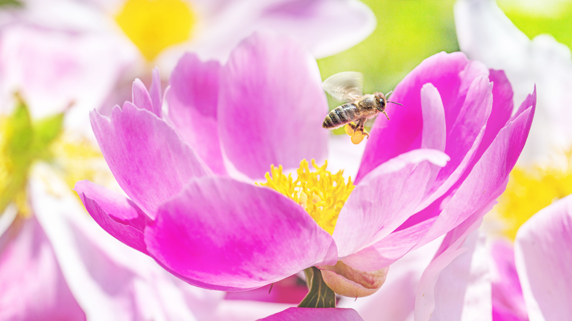 Sommer, Licht, Farbe und ein Bienchen