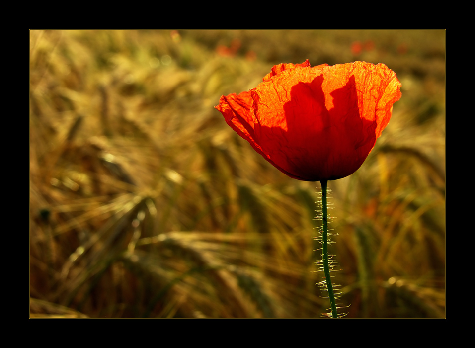 ...SommerLiebe... Foto & Bild emotionen, liebe, wildblumen blÜten