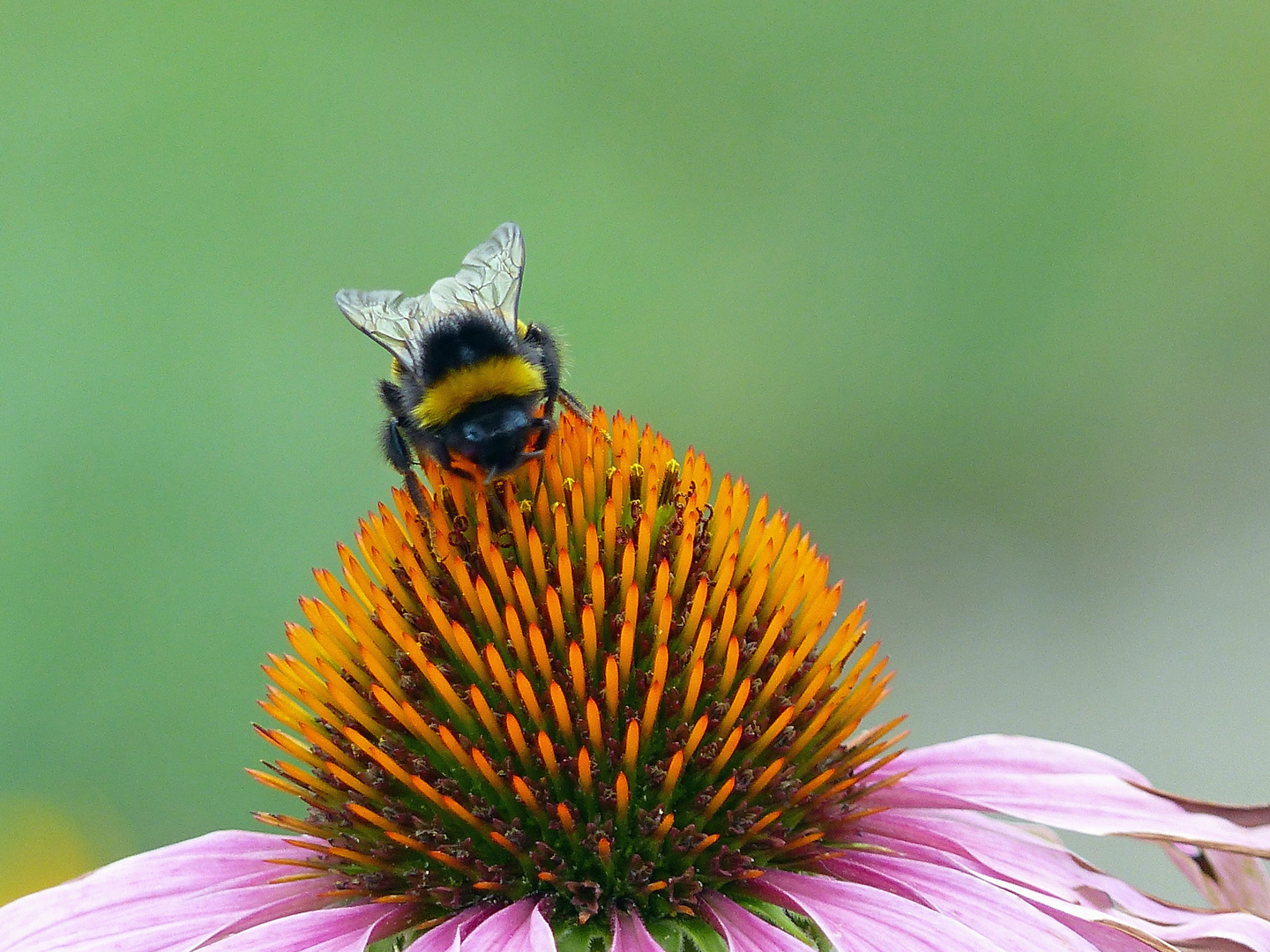 Sommer-Makro