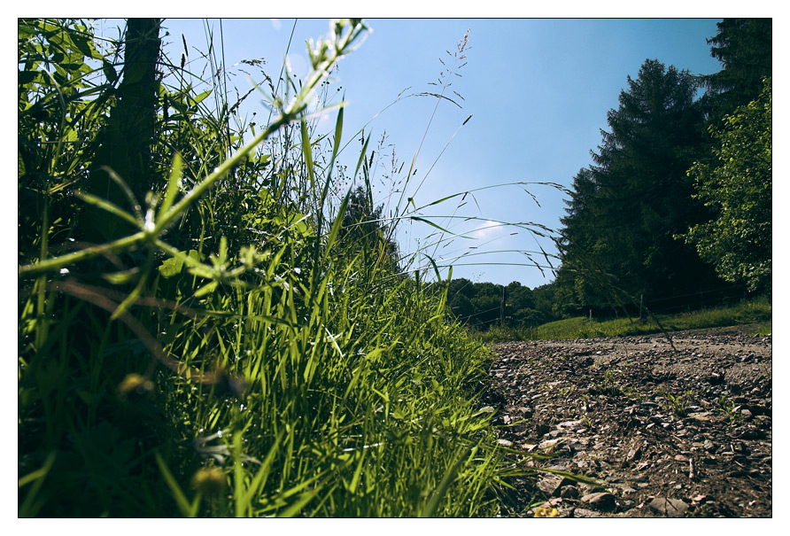 Sommer-Makro-Landschaft by X Darkpoet