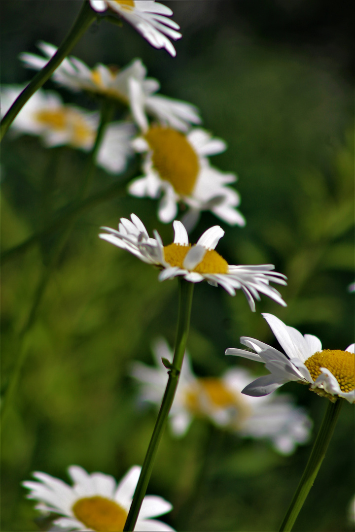 Sommer Margeriten