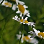 Sommer Margeriten