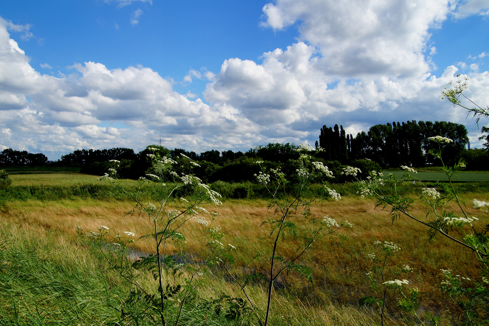 Sommer ~ Mein Herz sang mit