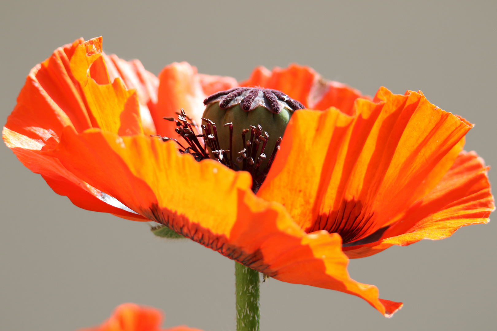 Sommer, Mohnblüte