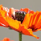 Sommer, Mohnblüte