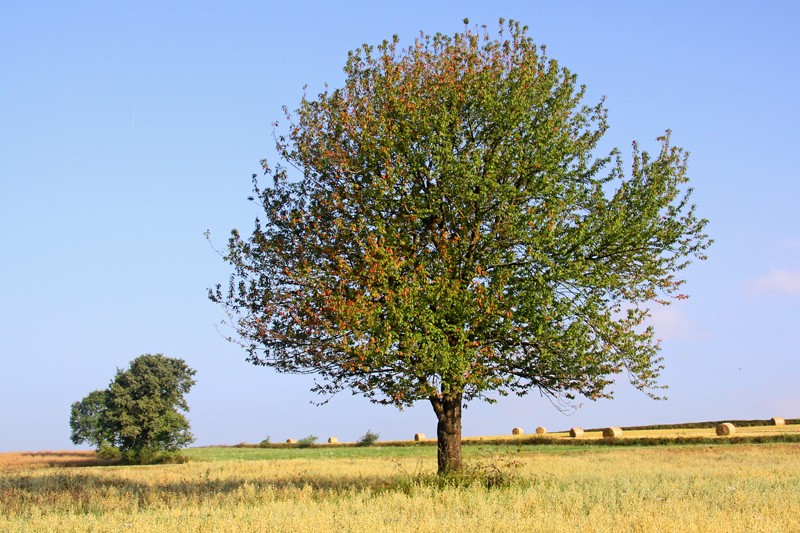 Sommer-Morgen