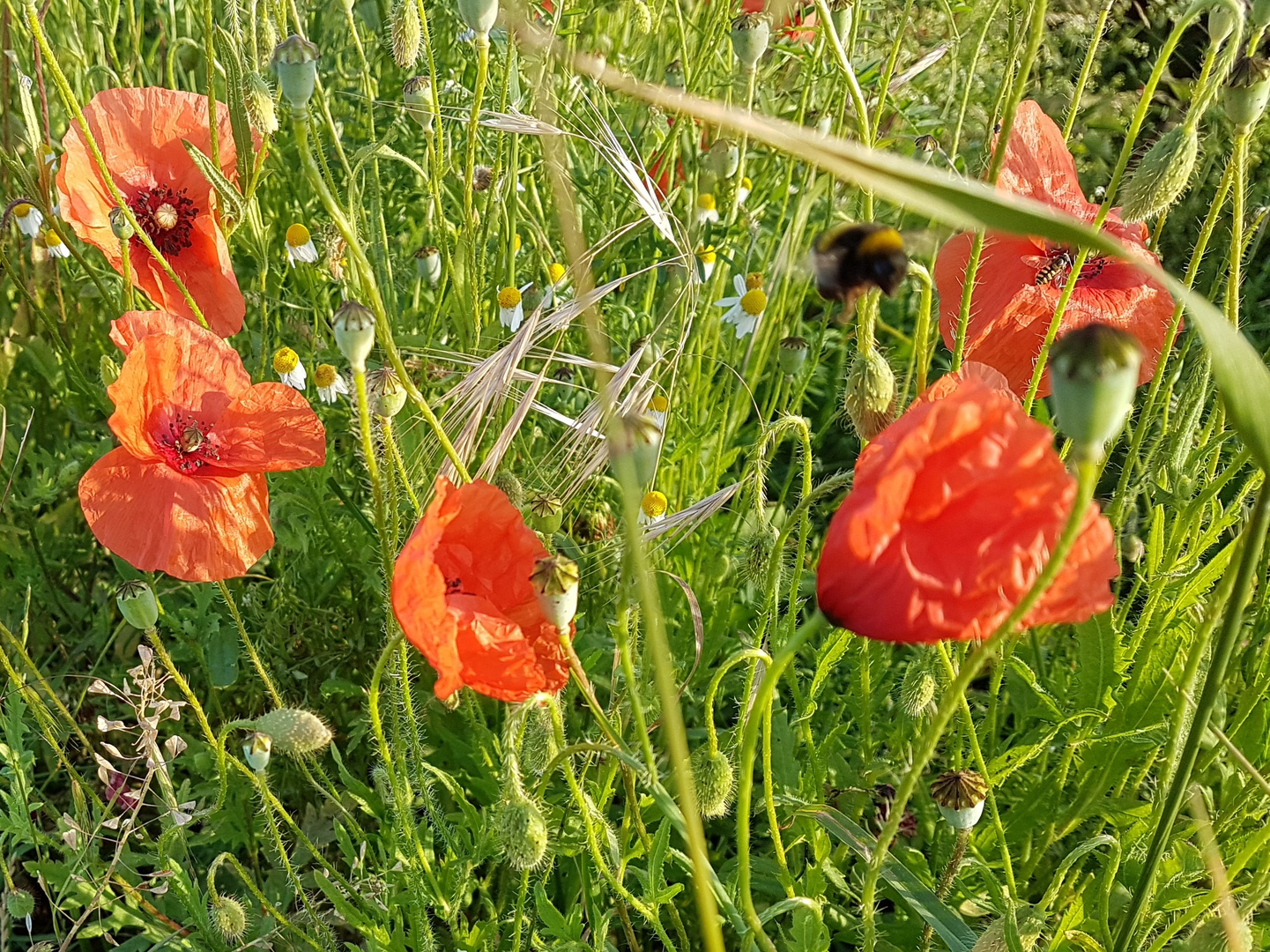 Sommer Motiv vom letzten Jahr.(Archiv)