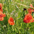 Sommer Motiv vom letzten Jahr.(Archiv)