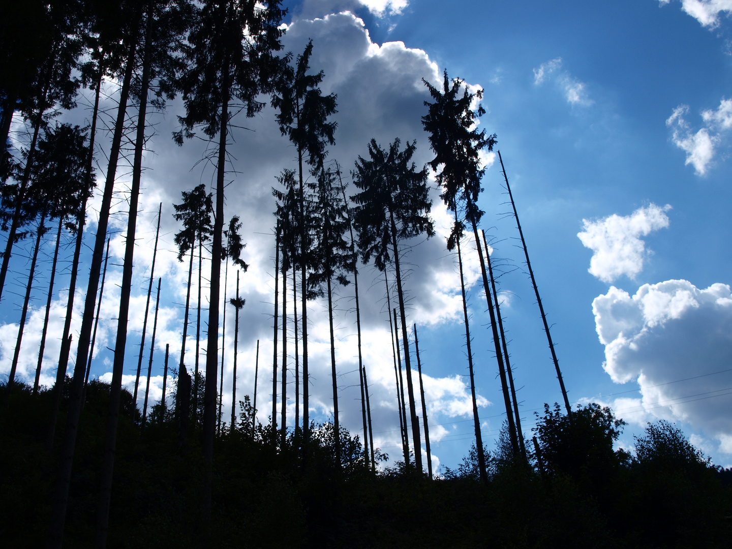 Sommer nach der großen Hitze