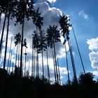 Sommer nach der großen Hitze