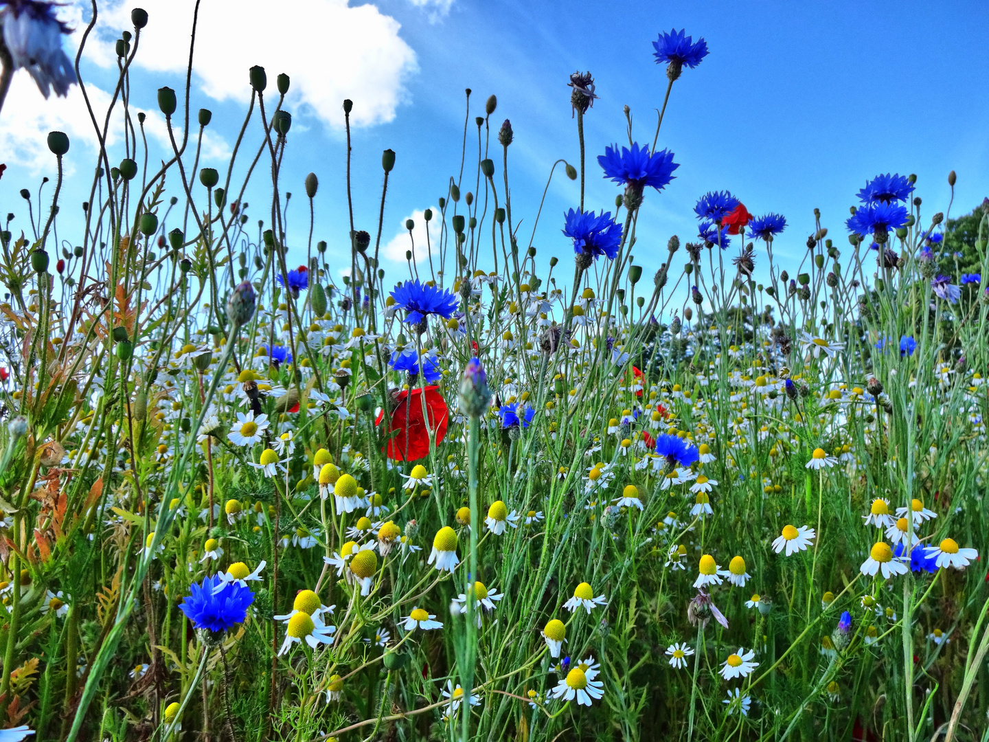 Sommer-Nachlese #01