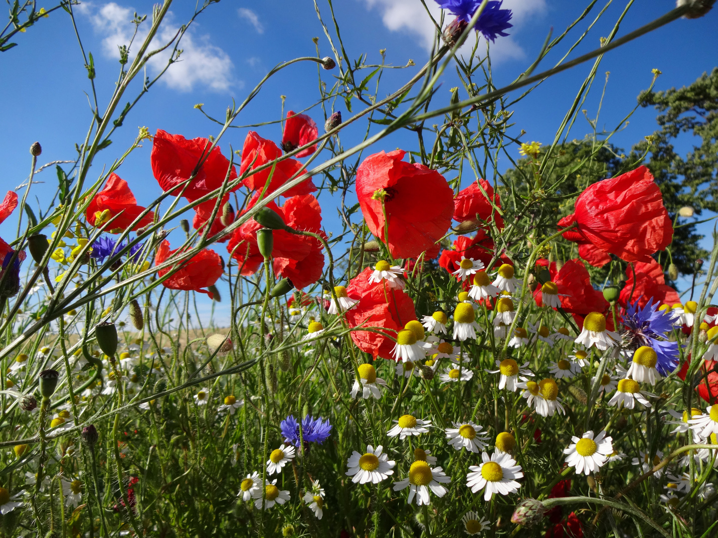 Sommer-Nachlese #02