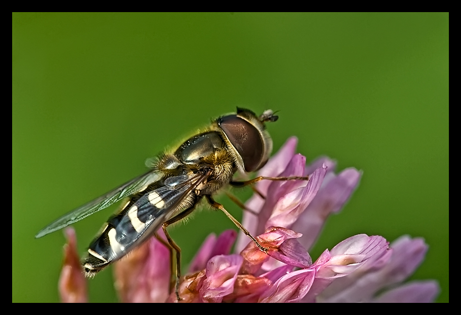 Sommer Nachlese