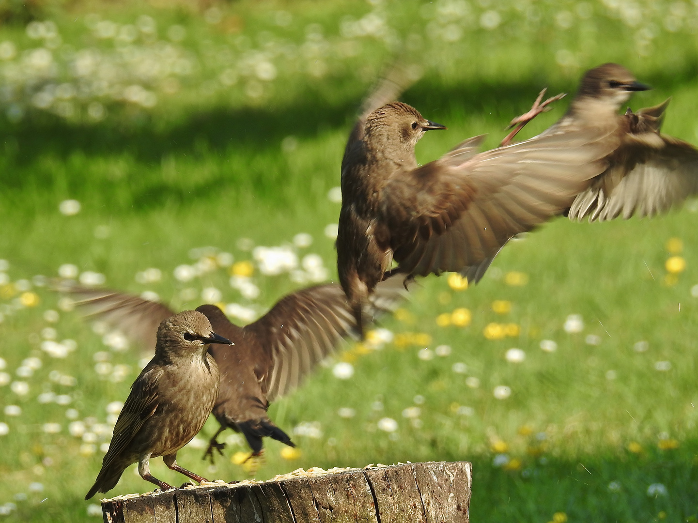 "Sommer-Nachlese"