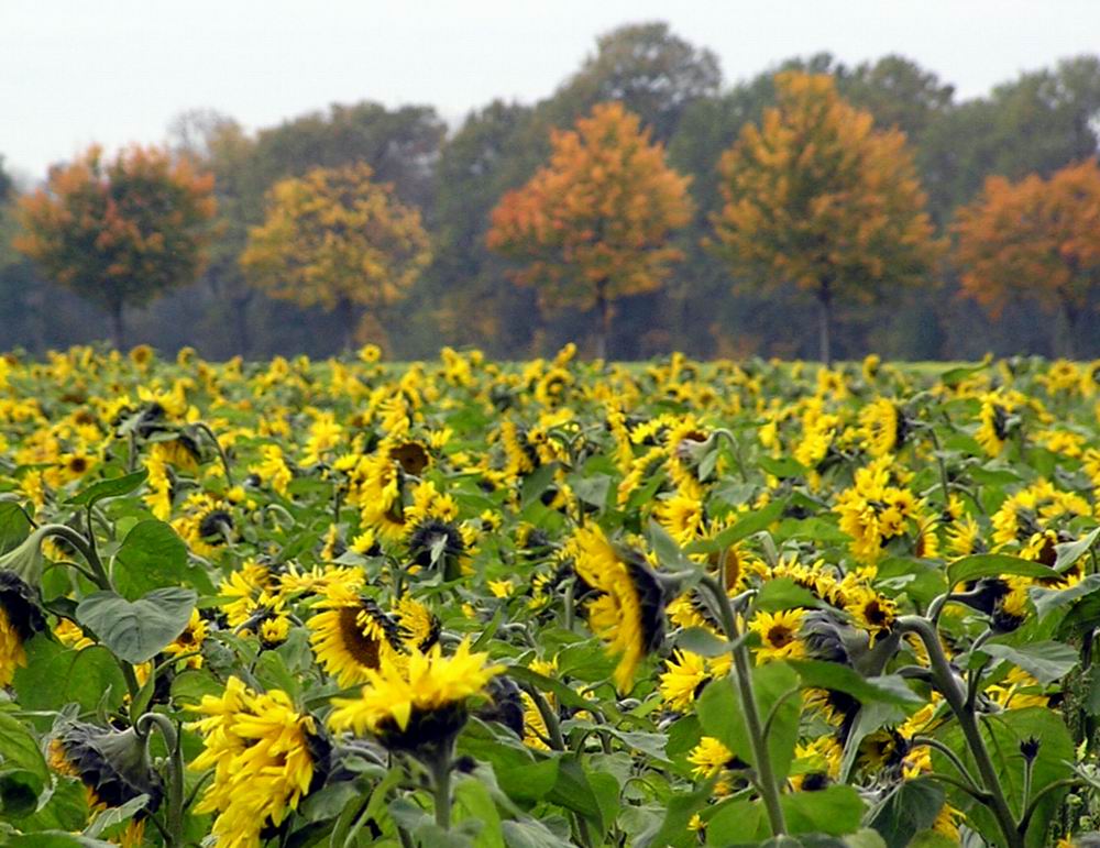 Sommer oder Herbst