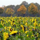 Sommer oder Herbst