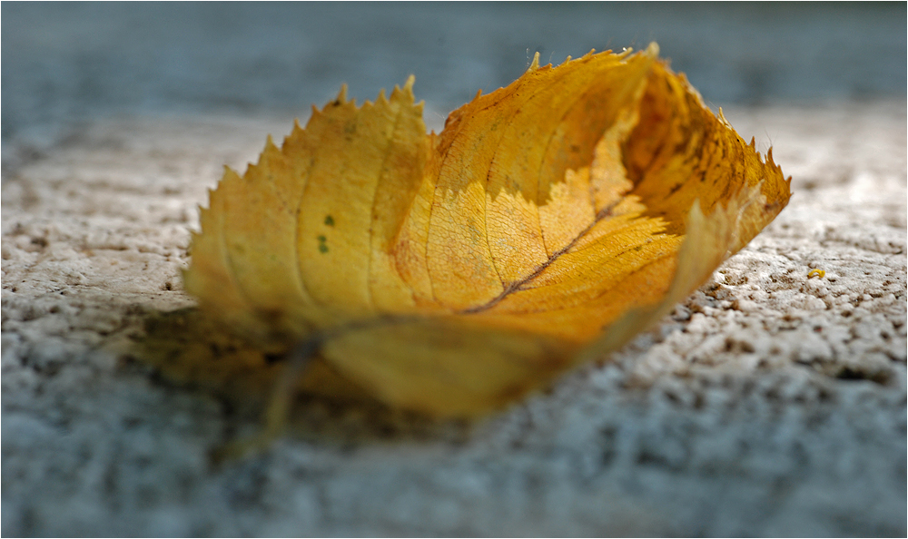 Sommer oder Herbst ?