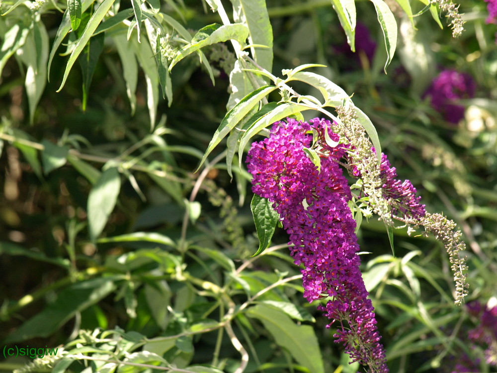 Sommer- oder Schmetterlingsflieder