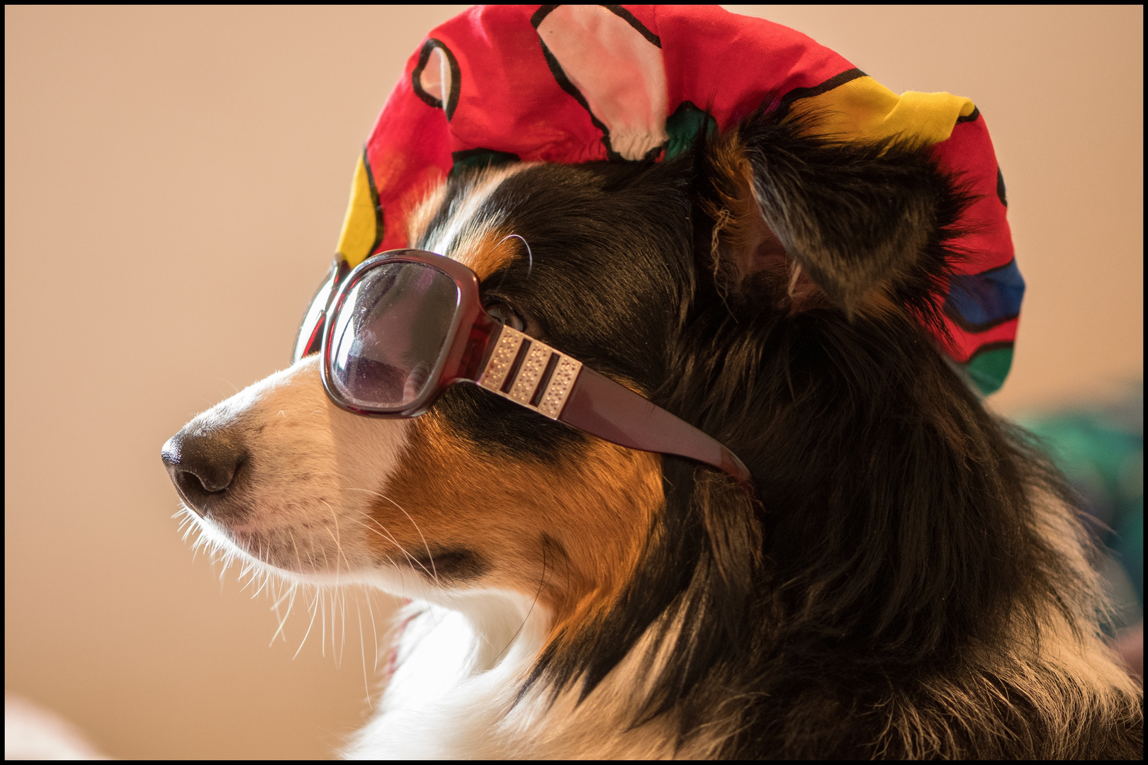hunde outfit