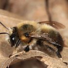 Sommer-Pelzbiene Anthophora aestivalis - Männchen