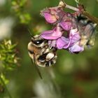 Sommer-Pelzbiene Anthophora aestivalis - Weibchen 