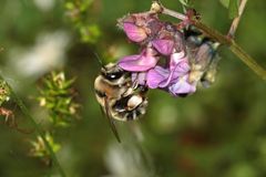 Sommer-Pelzbiene Anthophora aestivalis - Weibchen 