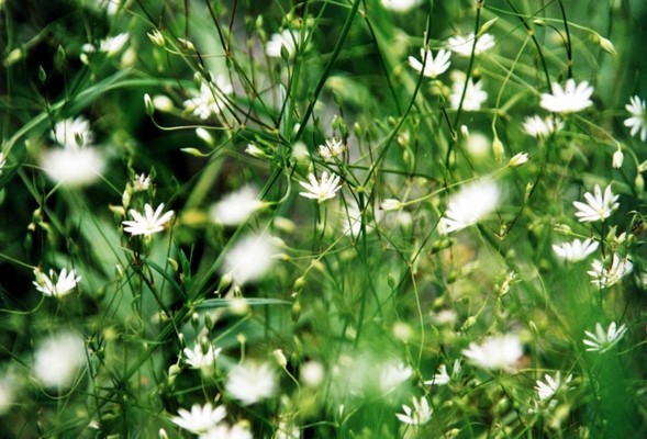 sommer (pentax K1000)