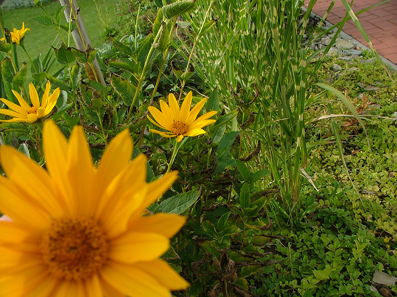 Sommer-Plümchen