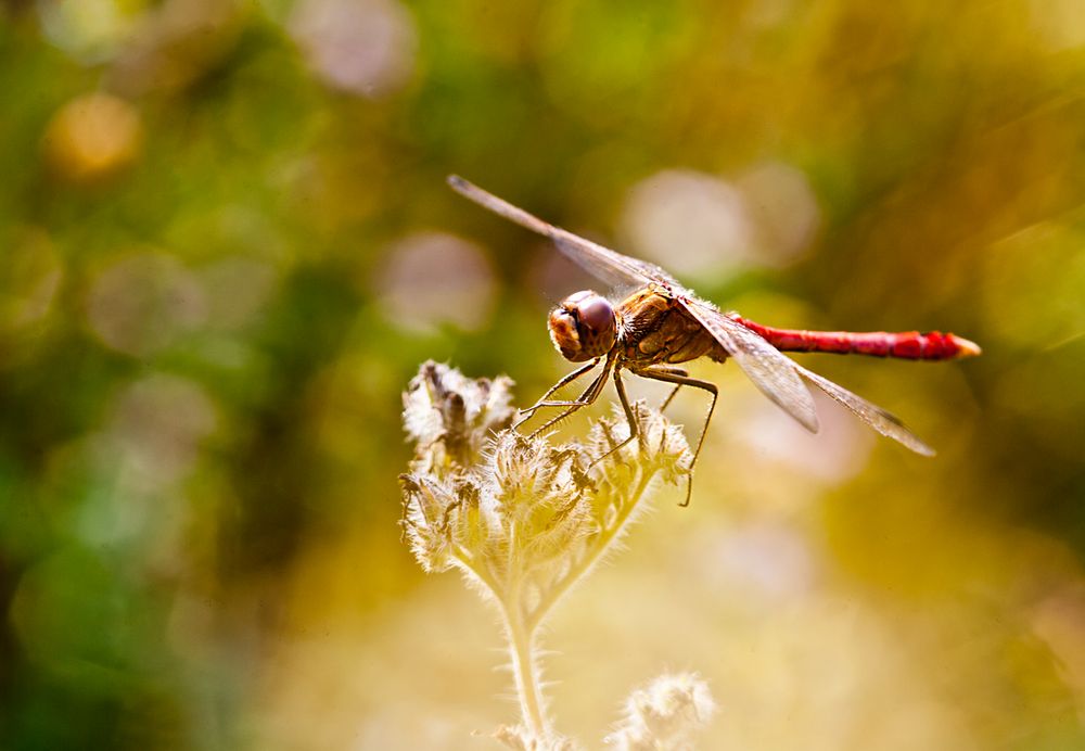 °°°° Sommer pur °°°°