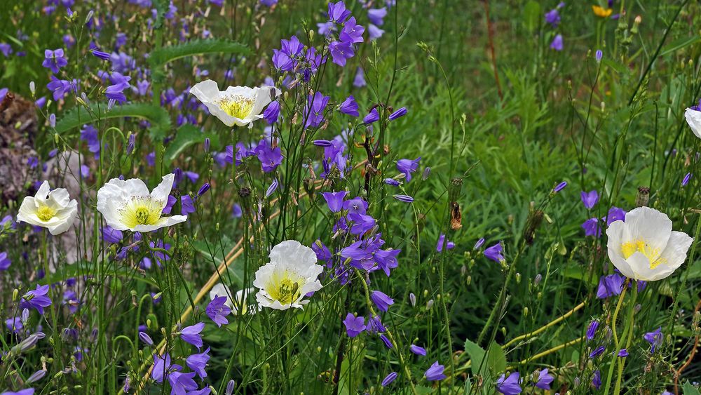 Sommer pur mit Campanula  und Papaver ... 