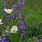 Sommer pur mit Campanula  und Papaver ... 