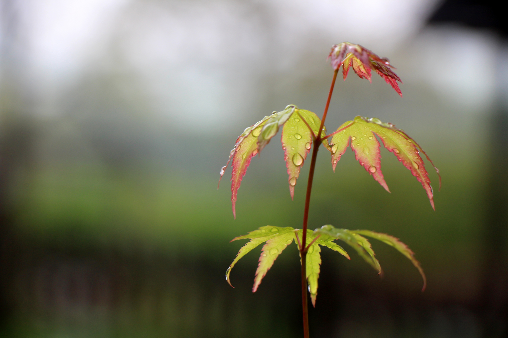 Sommer Regen....