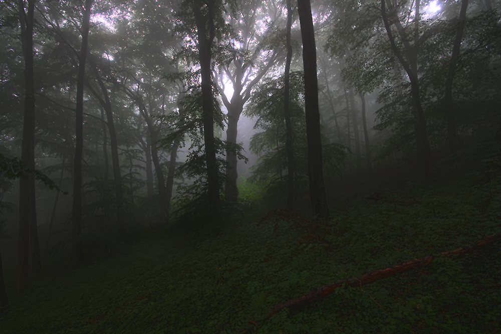 Sommer-Regen-Wald